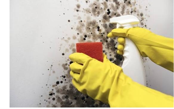 Mould Removal